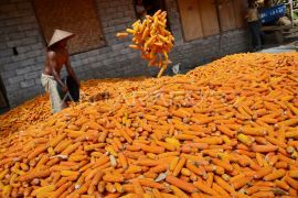 Rantai jagung yang belum tersambung