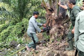 Tim gabungan tertibkan 18,5 hektare sawit ilegal di kawasan hutan Abdya
