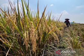 Anggota DPR: Produktivitas pertanian meningkat jaga stabilitas ekonomi