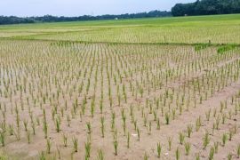Petani Lebak diminta tingkatkan indeks tanam jadi tiga kali setahun