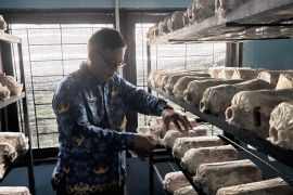 Lapas Jambi kembangkan jamur tiram dukung kemandirian warga binaan