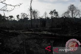 DLHK Banten petakan kerusakan hutan hingga siapkan langkah pemulihan