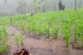Curah hujan meningkat, petani Badui bersyukur padi huma tumbuh subur