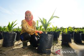 Inovasi Benih Tangguh Iklim: Pondasi Sawit Indonesia yang Lebih Berkelanjutan