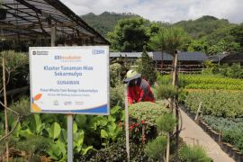 Holding Ultra Mikro BRI salurkan pembiayaan Rp632 triliun kepada 34,5 juta debitur