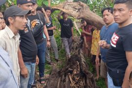 Identitas kerangka dalam pohon aren di Sergai terungkap, keluarga lakukan fardu kifayah