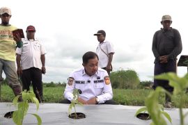 Pemkot Jayapura gandeng Unhas memperkuat ketahanan pangan di daerah