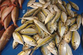 DKP3: Banyaknya ikan mati di Pantai Manggar dari sortiran tangkapan nelayan