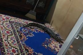 Buaya 1,5 meter masuk ke rumah warga Palu,