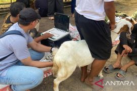 Posyandu kambing Universitas Jambi layani IB dan pemeriksaan kehamilan dengan USG