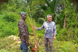 FAO dan Selandia Baru memperkuat rantai nilai sagu di Kabupaten Jayapura