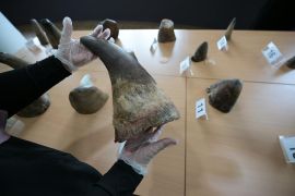 Singapura gagalkan penyelundupan 20 cula badak dari Afsel ke Laos