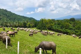 Tekan impor, Kementan fokus perbaiki hulu peternakan