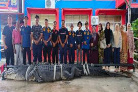 Buaya sepanjang 5,7 meter di Inhil masih dalam perawatan dan belum mau makan