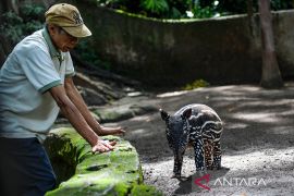 Kelahiran anak tapir di Kebun Binatang Bandung
