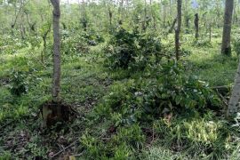 SP PTPN XII prihatin soal perusakan tanaman kopi di Bondowoso
