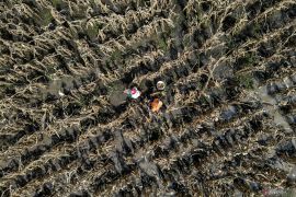 Panen dini jagung terdampak cuaca di Nganjuk