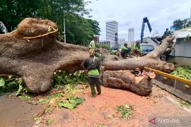 Pohon tumbang di di Jalan Sisingamangaraja Jaksel ganggu operasional MRT dan Transjakarta