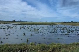 BPBD Lampung minta petani mitigasi curah hujan tinggi cegah puso