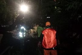 Pemkot Jakut minta warga waspada pohon tumbang saat cuaca ekstrem