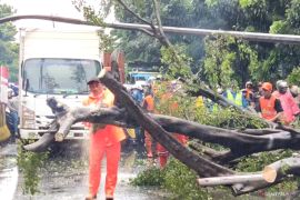 Angin kencang, pohon dan tiang lampu tumbang di Jaktim
