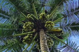 Kelapa Dalam Nui Sua Sanana indikasi geografis yang dilindungi, ini kata Kanwil Kemenkum