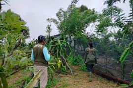 BKSDA Sumbar terima laporan konflik harimau di Agam secara bersamaan