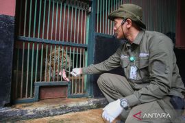 Informasi petugas Ragunan bawa pulang pakan Harimau tidak benar