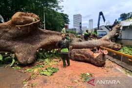 Pohon yang menimpa lintasan MRT disebut tumbang karena angin kencang