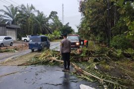 BPBD Agam bersihkan material pohon tumbang akibatkan kecelakaan lalulintas