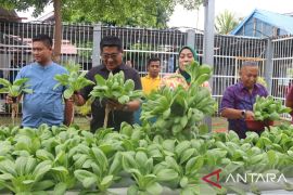Lapas Padang panen Pakcoy hasil budi daya narapidana