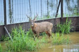Kolaborasi OIKN bersama Kemenhut-PAMA-UGM lepaskan 12 rusa sambar