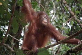 Kemenhut lepasliarkan 2 individu orang utan di TN Betung Kerihun