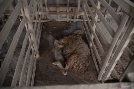 Ternak terdampak erupsi Gunung Semeru