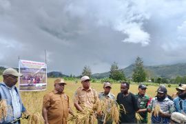 Kodim 1702 dan Pemkab Jayawijaya kolaborasi sukseskan ketahanan pangan