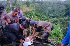 BKSDA Sumbar evakuasi anak harimau yang terjerat di Agam (Video)