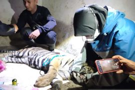 BKSDA Sumbar: anak harimau sumatera terjerat di Agam berkelamin betina (Video)