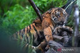 BKSDA Sumbar evakuasi harimau Sumatera terkena jerat babi di Agam