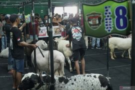 Kontes domba Nasional di Tulungagung