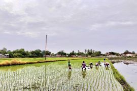 Tersedia 2.695 ton benih padi di NTB untuk masa tanam 2026