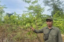 PT REKI kembangkan bisnis pemanfaatan kawasan dengan agroforestry