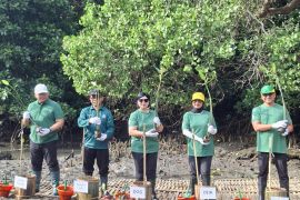 Kompensasi emisi KKI, BI tanam 1.000 mangrove di Teluk Benoa Bali