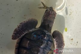 Guardians of Lombok's turtles: How a small community fights extinction