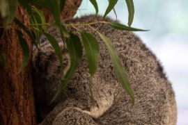 Album Asia: Mengintip suaka koala ikonis di Australia