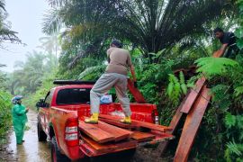 BKSDA Sumbar-Polsek amankan kayu olahan di Cagar Alam Maninjau (Video)