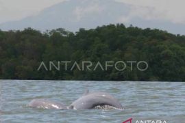 Pemprov Kaltim perkuat kolaborasi lintas sektor lindungi Pesut Mahakam