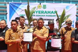 Pemkab Sidrap salurkan 11 ribu bibit kelapa genjah kepada petani