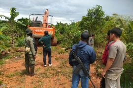 Kemenhut amankan perambah hutan dengan alat berat di TN Kutai
