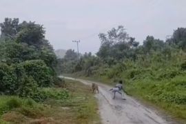 Harimau sumatra terekam video di Aceh Timur