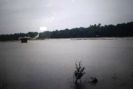 Sekitar 121 Ha lahan persawahan rusak akibat banjir di Pasaman Barat